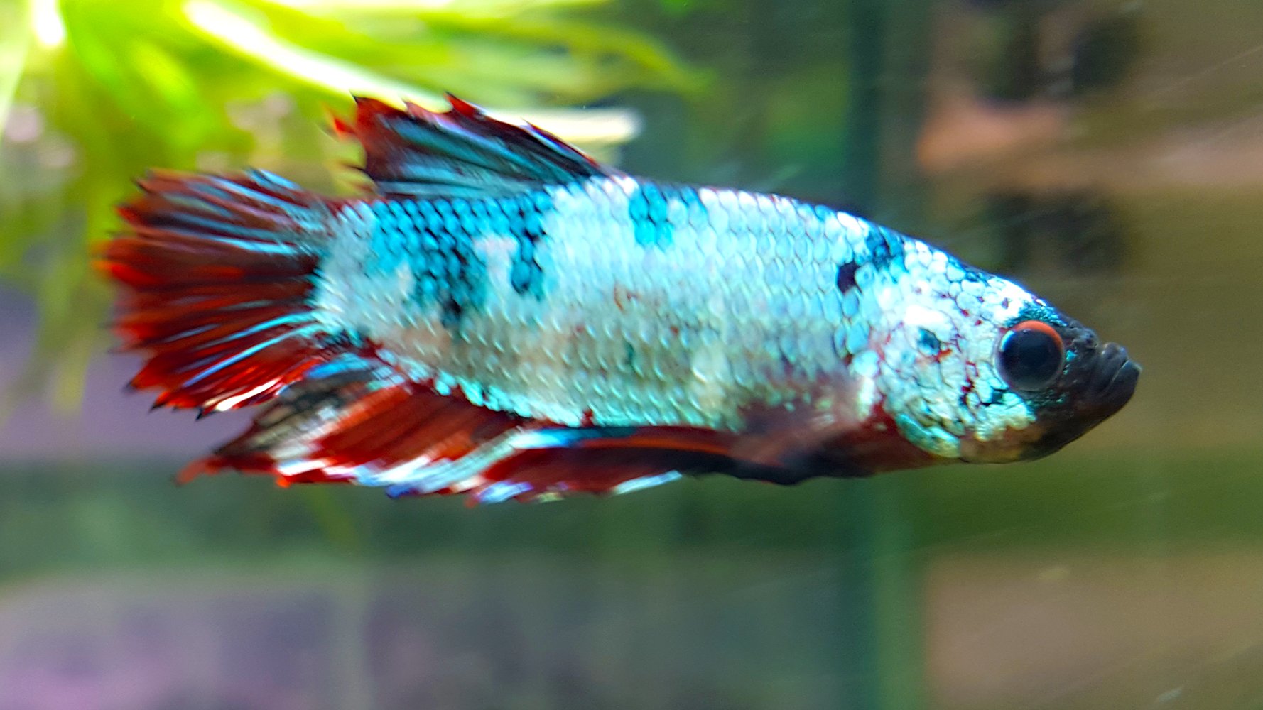 betta, Siamese, Fighting, Fish, Underwater, Tropical, Psychedelic Wallpaper