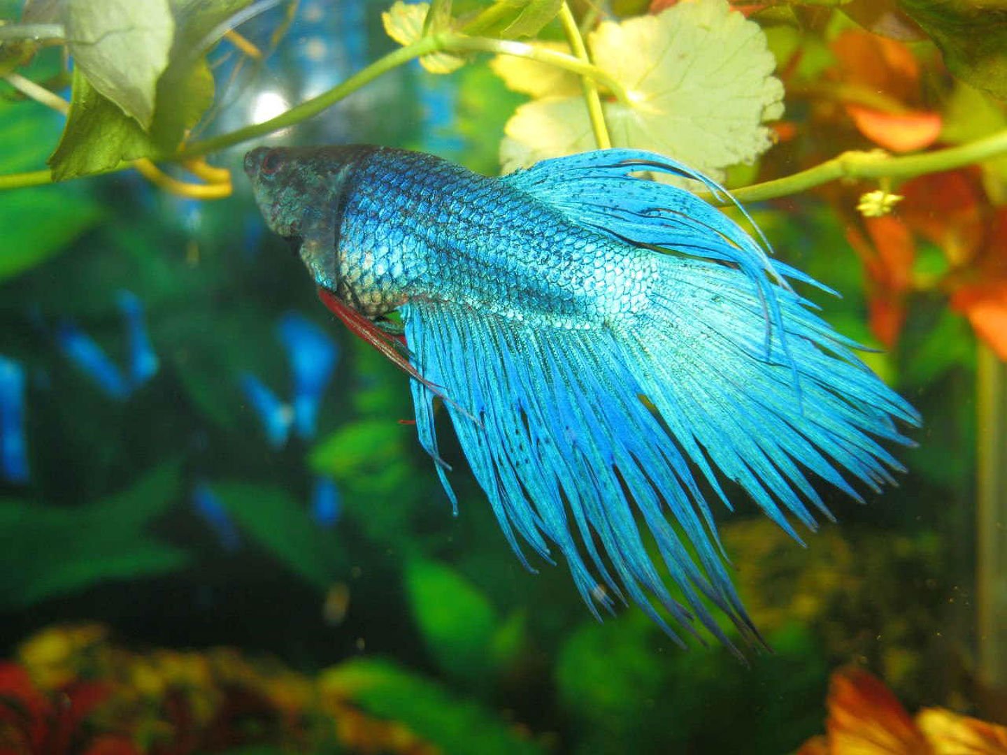 betta, Siamese, Fighting, Fish, Underwater, Tropical, Psychedelic ...