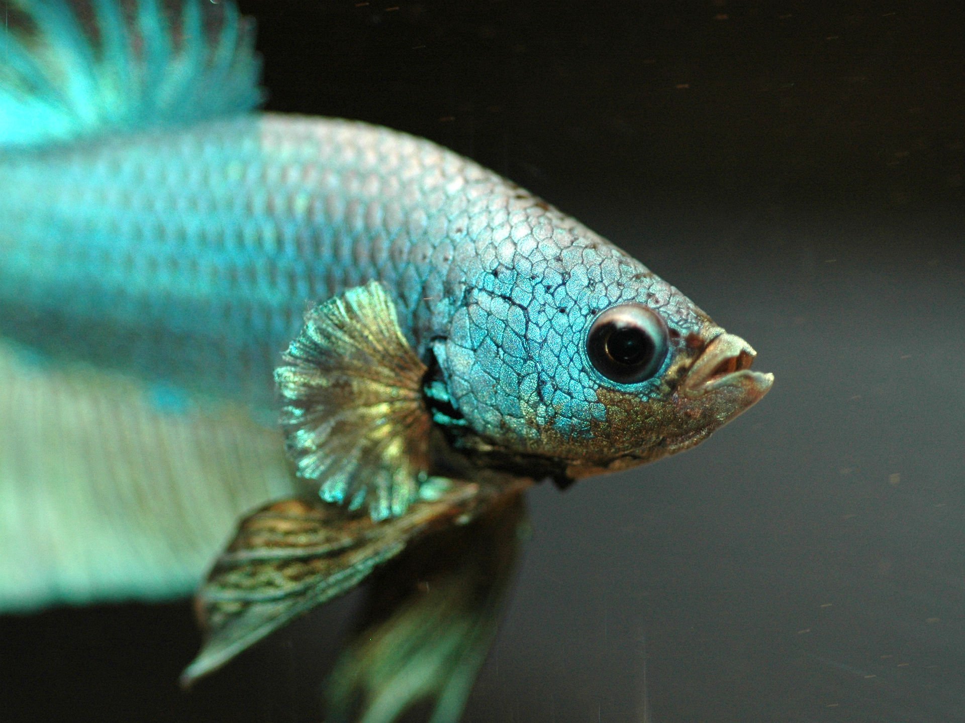 betta, Siamese, Fighting, Fish, Underwater, Tropical, Psychedelic Wallpaper