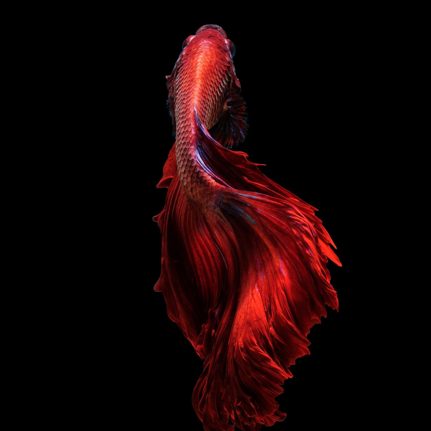 betta, Siamese, Fighting, Fish, Underwater, Tropical, Psychedelic Wallpaper