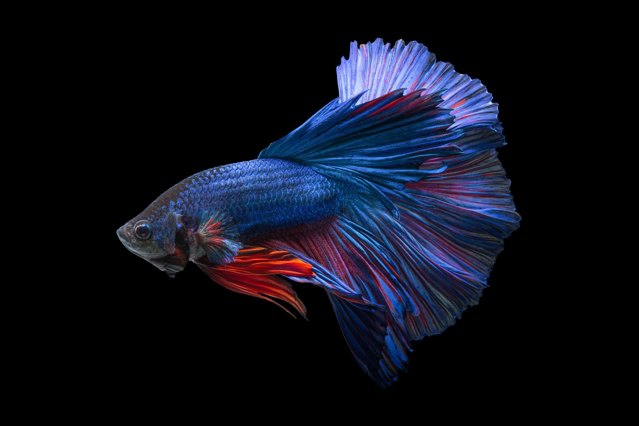 betta, Siamese, Fighting, Fish, Underwater, Tropical, Psychedelic Wallpaper