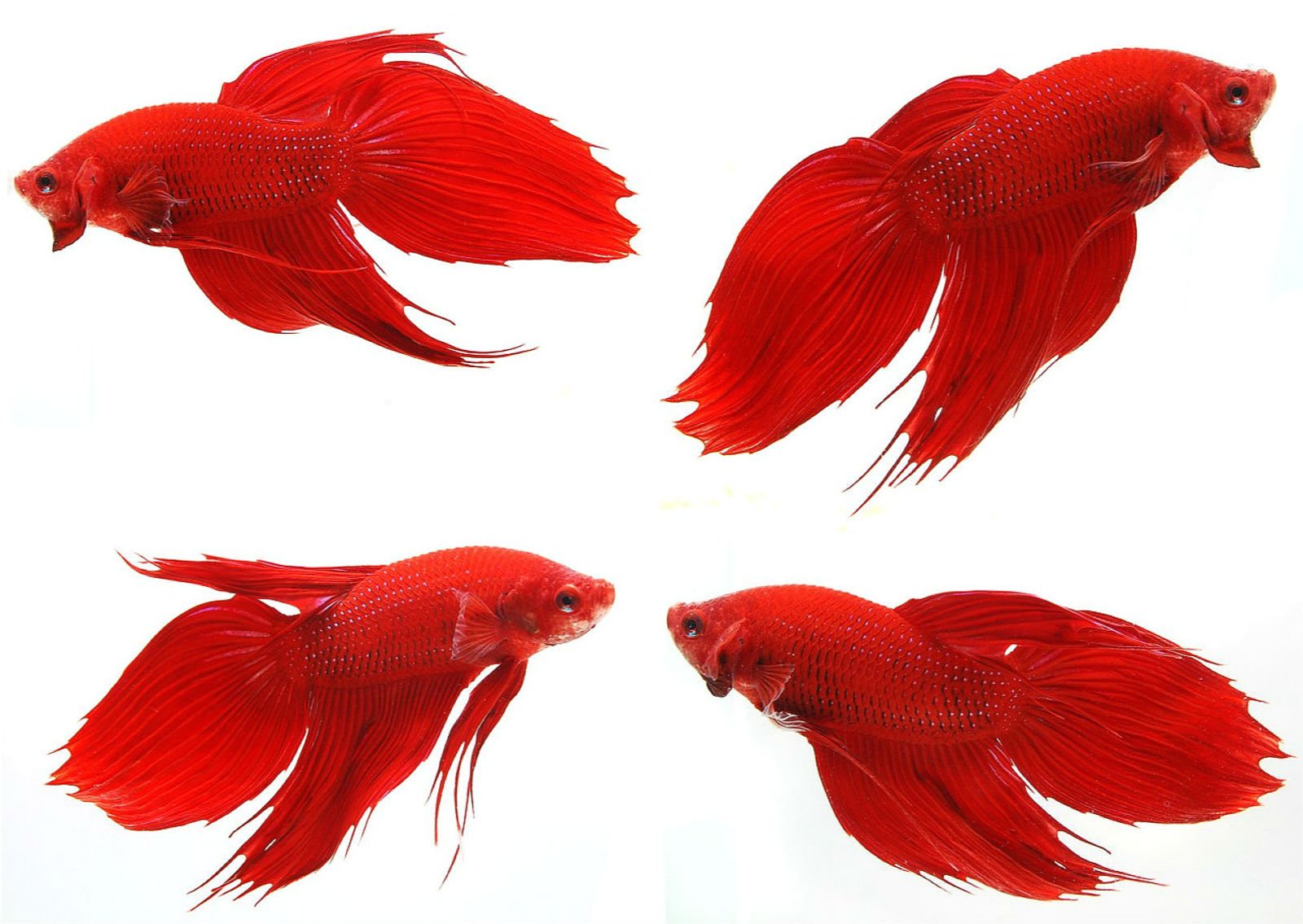 betta, Siamese, Fighting, Fish, Underwater, Tropical, Psychedelic Wallpaper