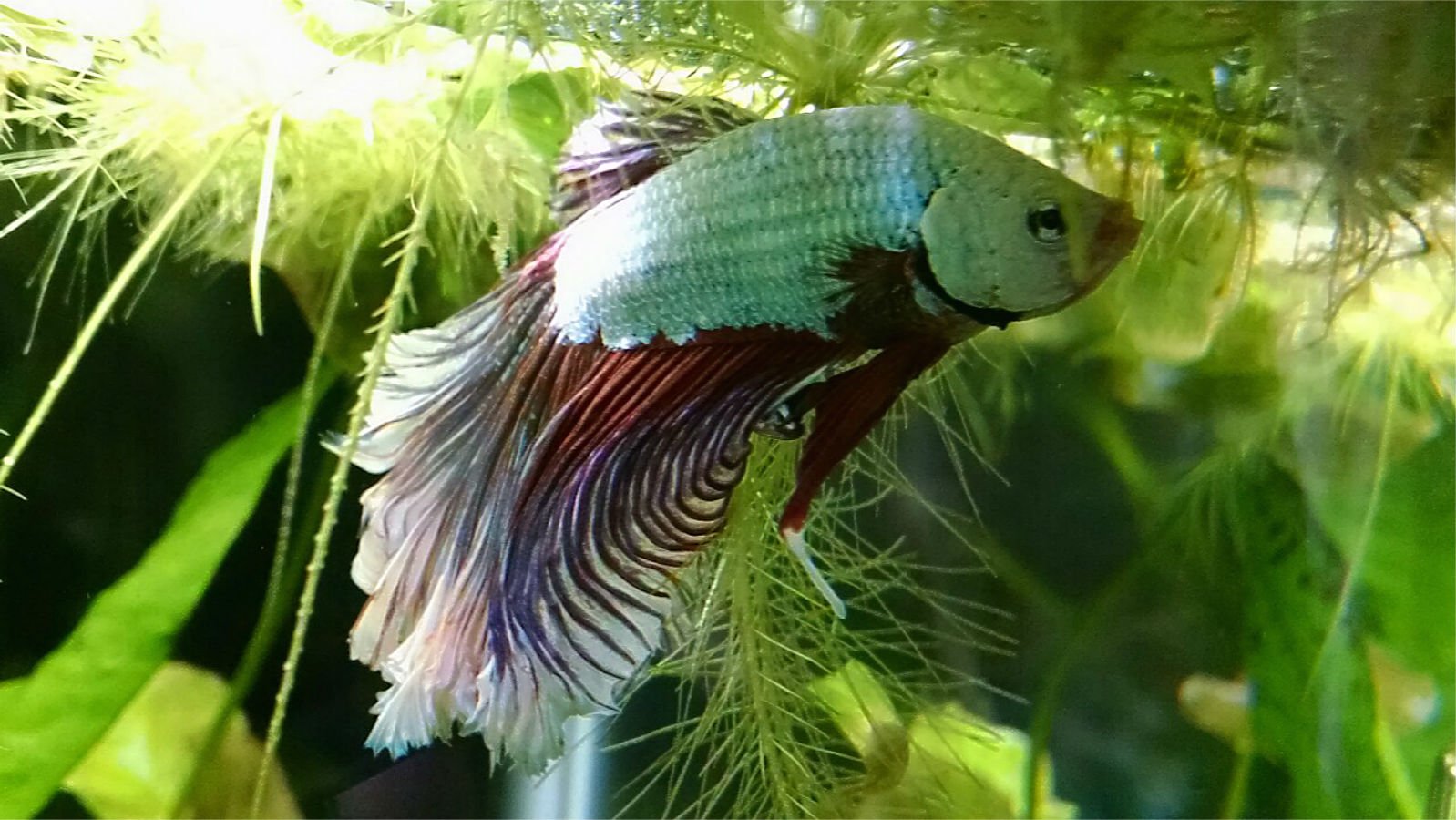 betta, Siamese, Fighting, Fish, Underwater, Tropical, Psychedelic Wallpaper