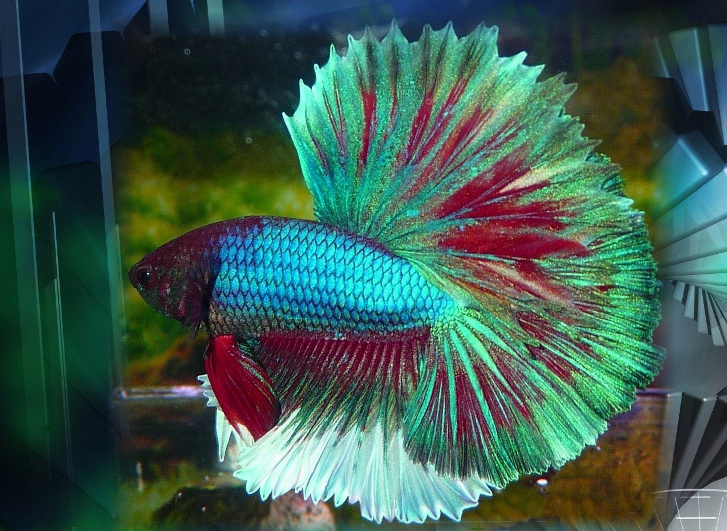 betta, Siamese, Fighting, Fish, Underwater, Tropical, Psychedelic