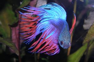 betta, Siamese, Fighting, Fish, Underwater, Tropical, Psychedelic