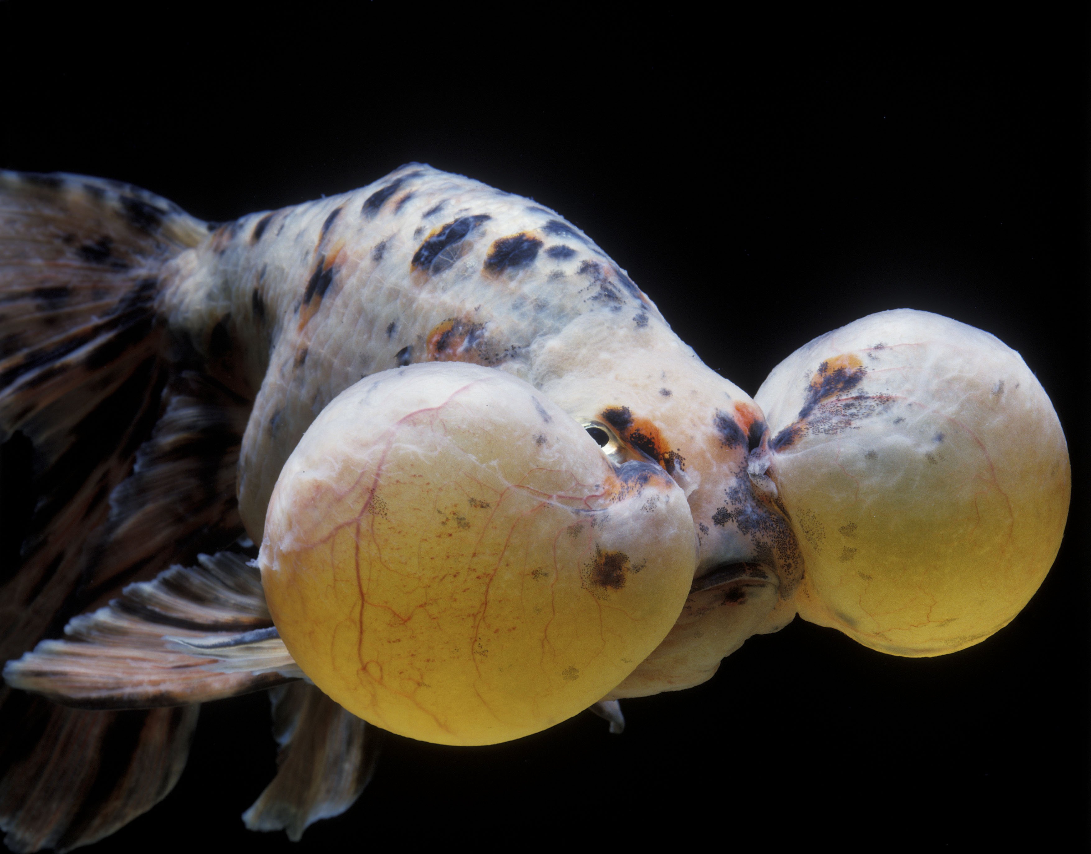 fish, Fishes, Underwater, Sealife, Ocean, Sea, Water Wallpaper