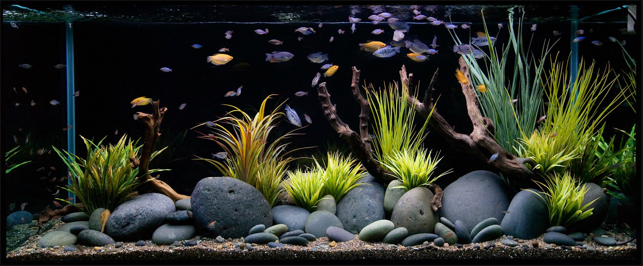 fish, Fishes, Underwater, Sealife, Ocean, Sea, Water Wallpaper