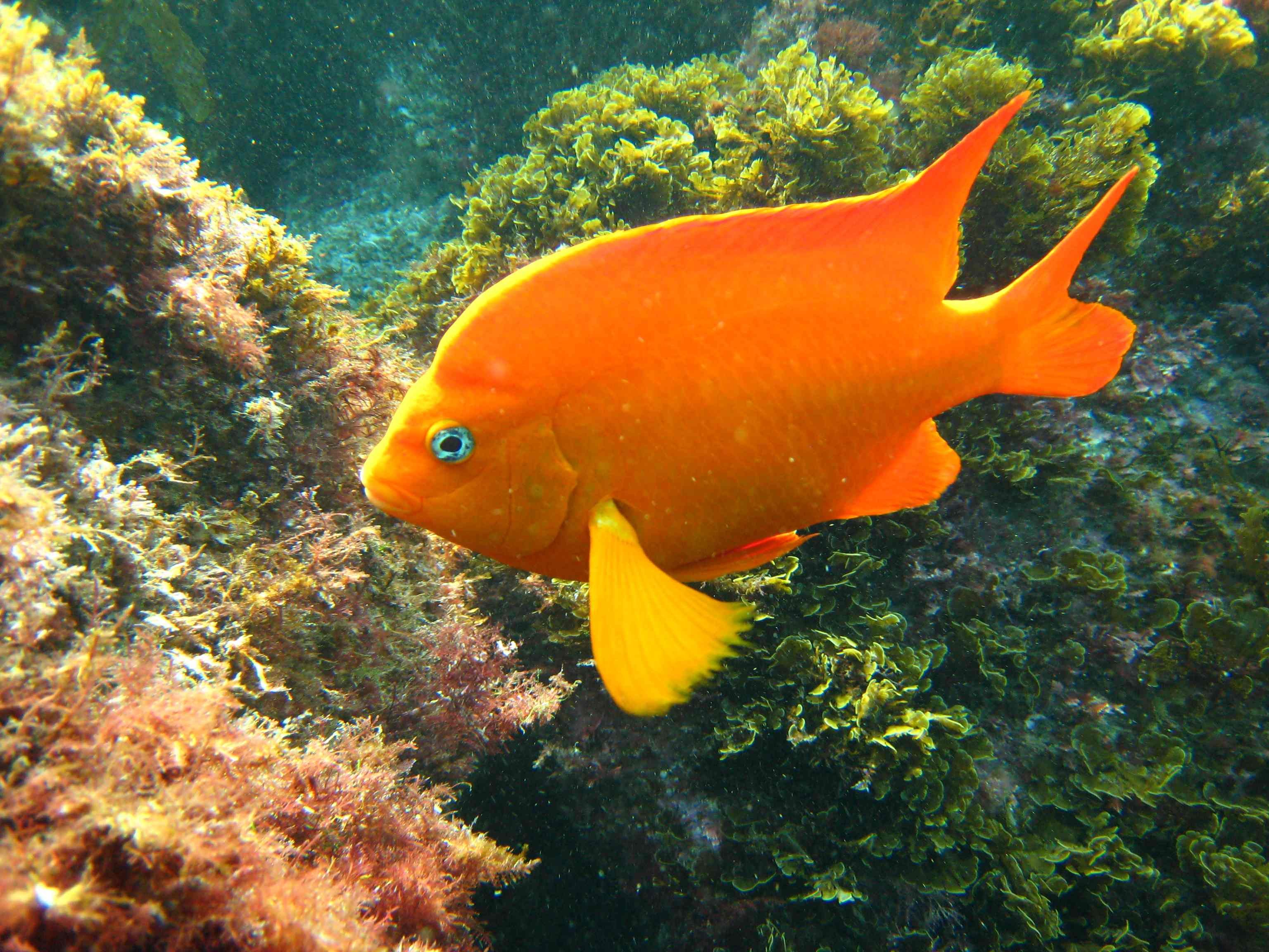 Красивая оранжевая рыбка