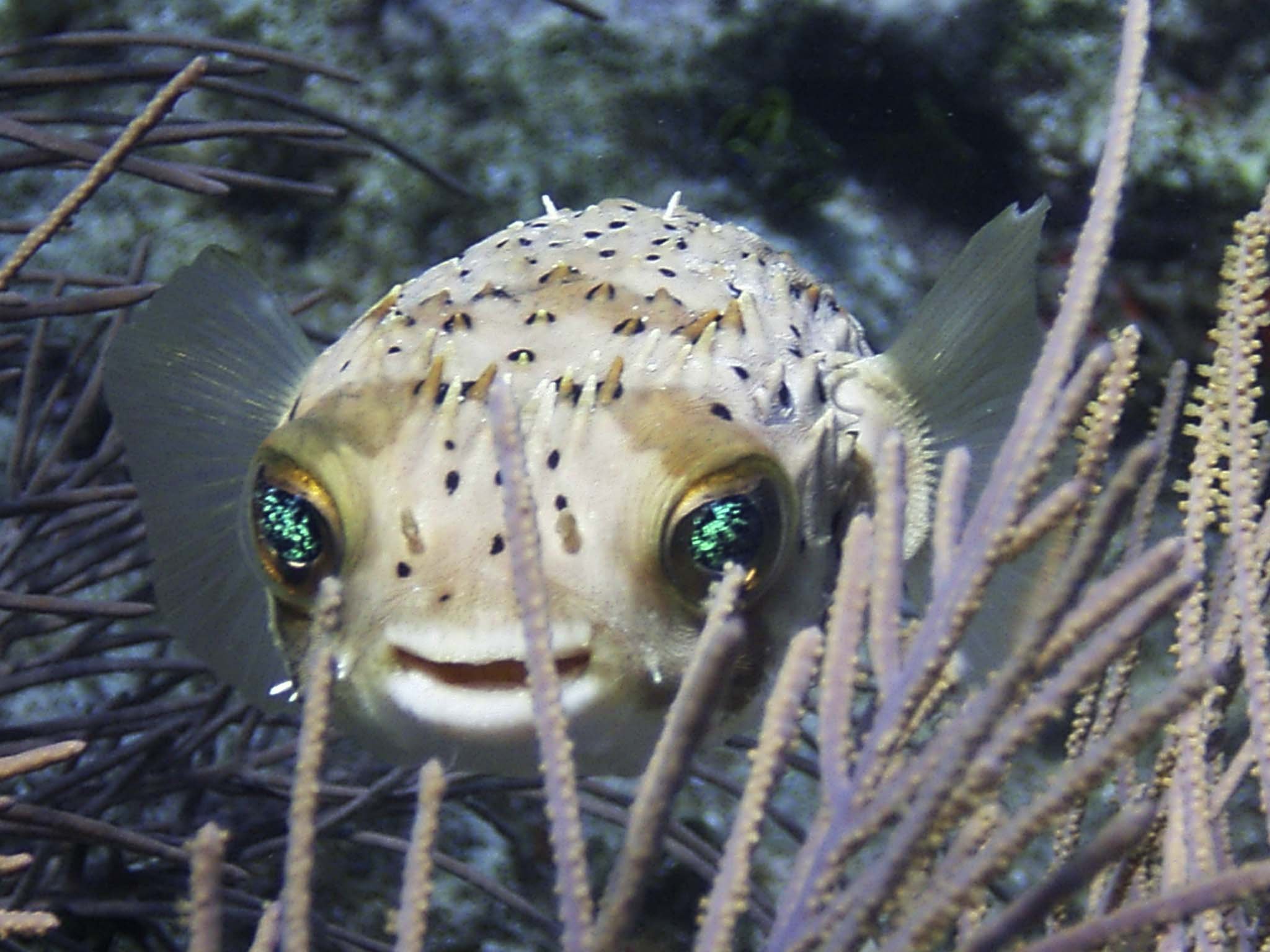 fish, Fishes, Underwater, Sealife, Ocean, Sea, Water Wallpaper