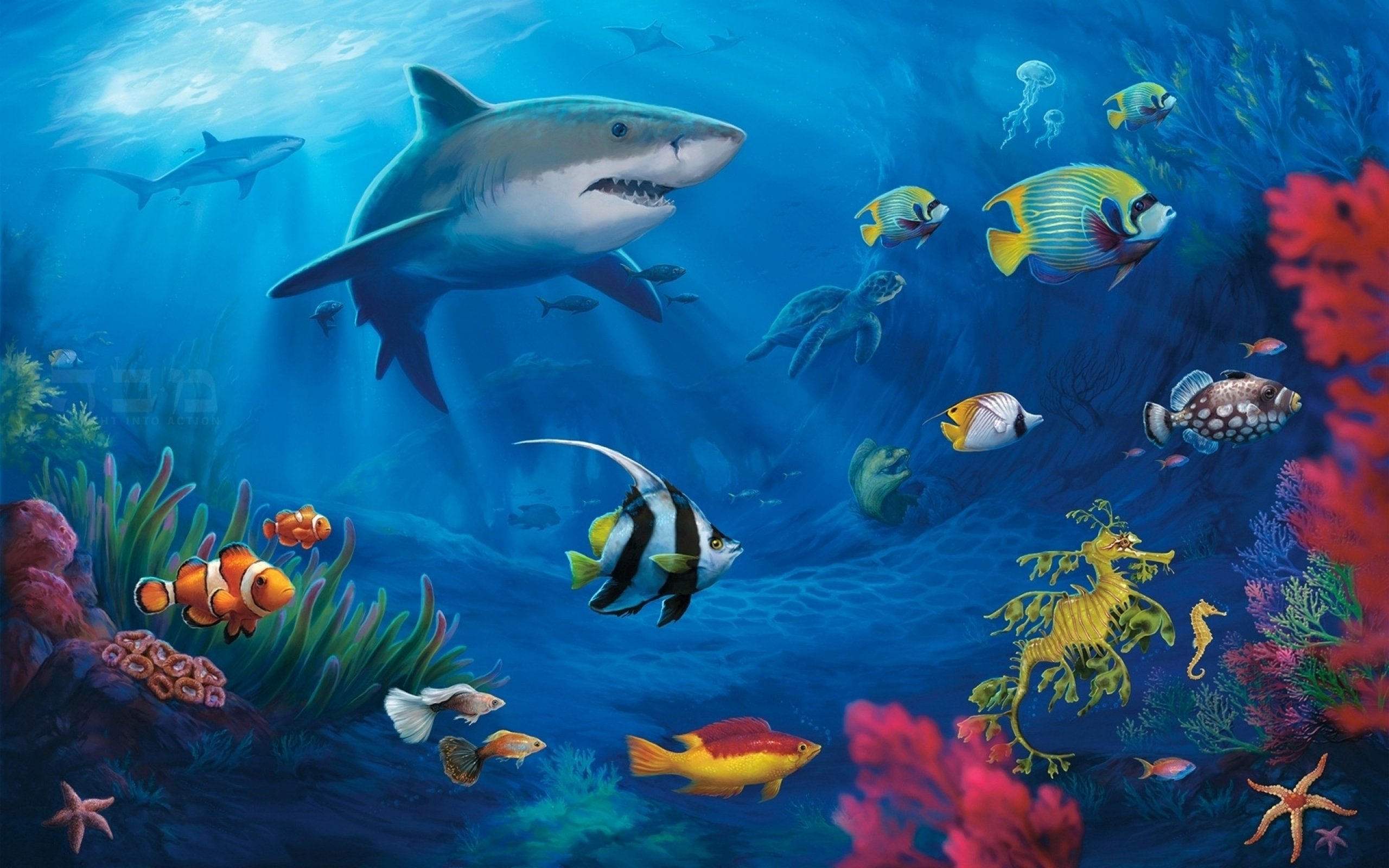 fish, Fishes, Underwater, Sealife, Ocean, Sea, Water Wallpaper
