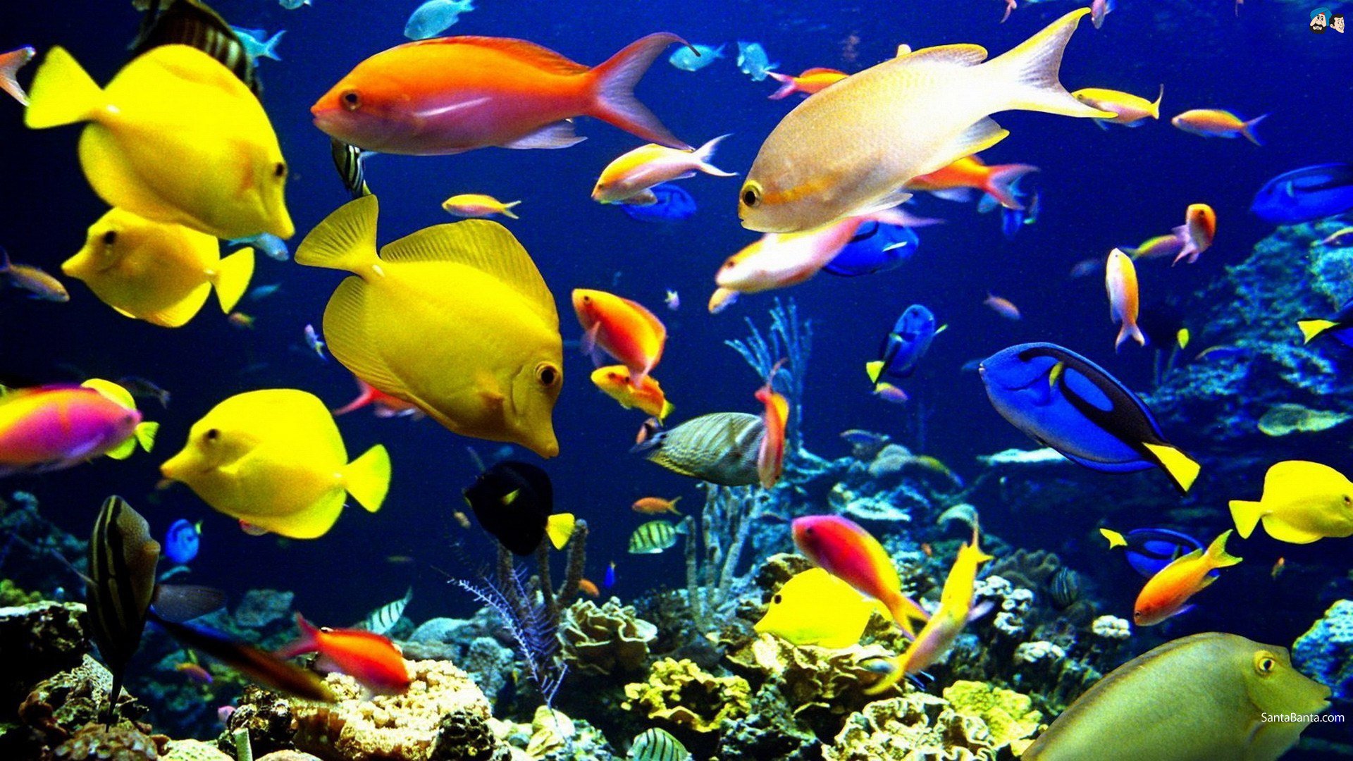 fish, Fishes, Underwater, Sealife, Ocean, Sea, Water Wallpaper