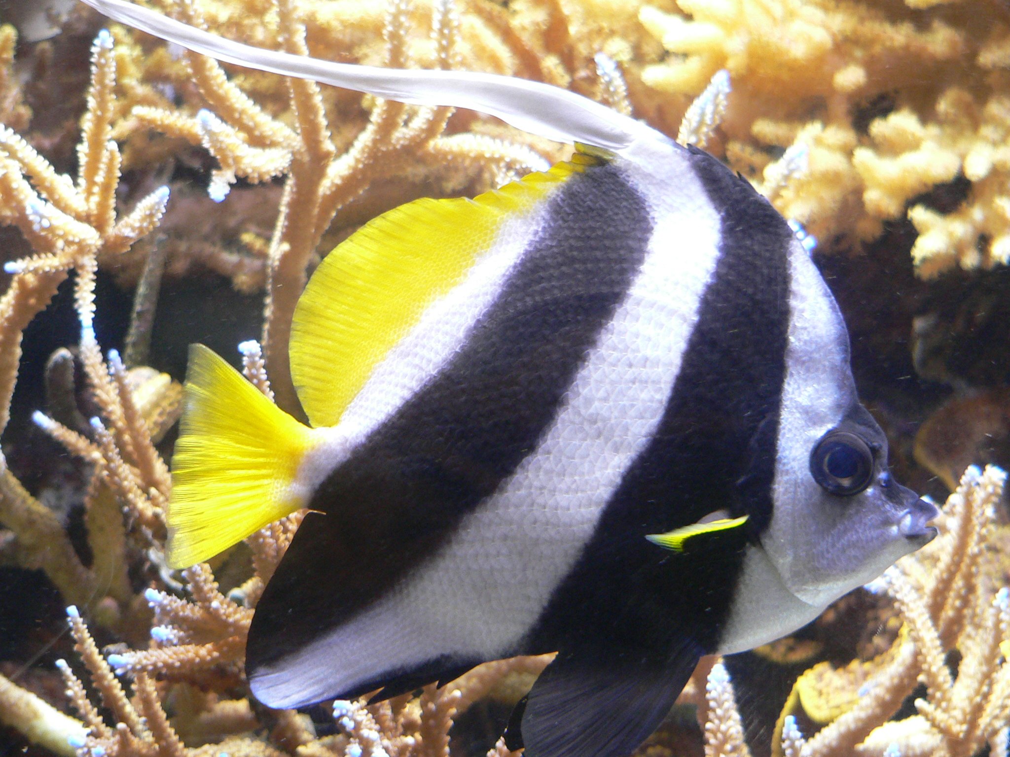 fish, Fishes, Underwater, Sealife, Ocean, Sea, Water Wallpaper