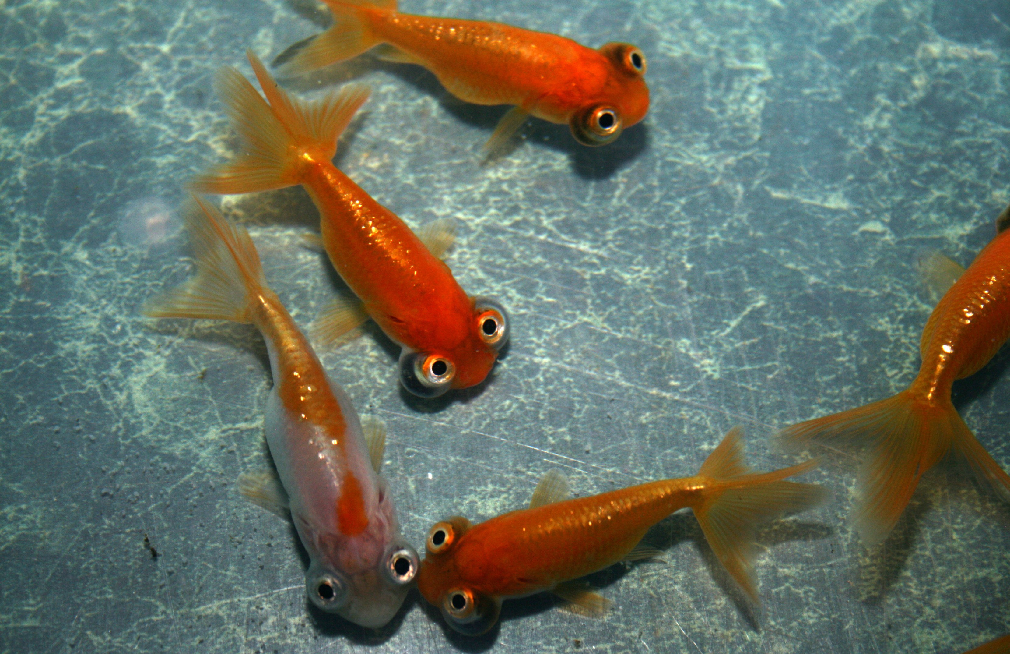 fish, Fishes, Underwater, Sealife, Ocean, Sea, Water Wallpaper