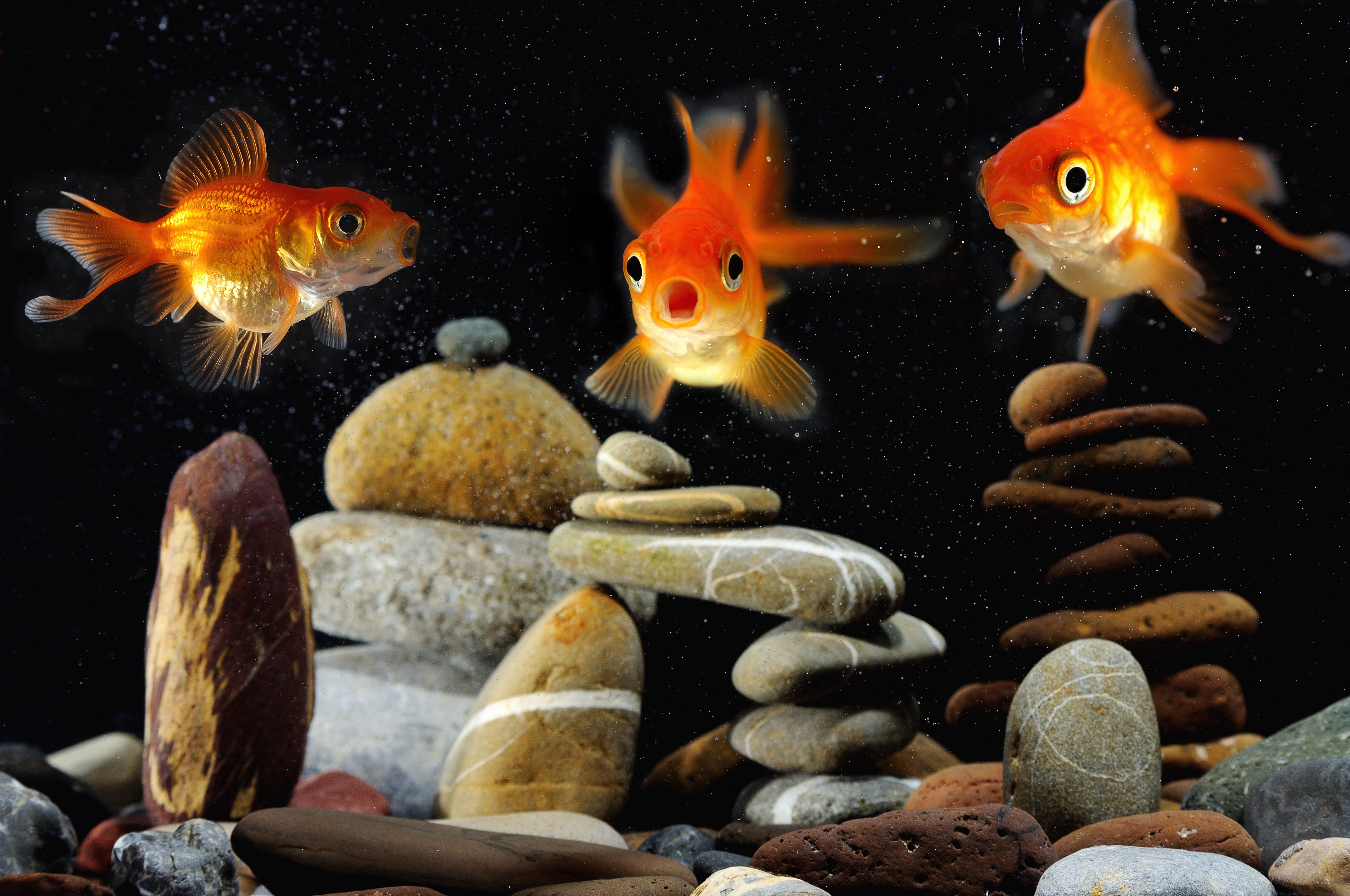 fish, Fishes, Underwater, Sealife, Ocean, Sea, Water Wallpaper