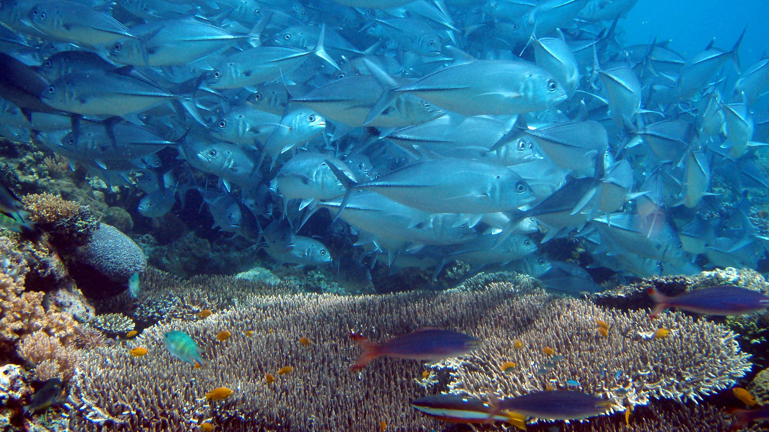 fish, Fishes, Underwater, Sealife, Ocean, Sea, Water Wallpaper