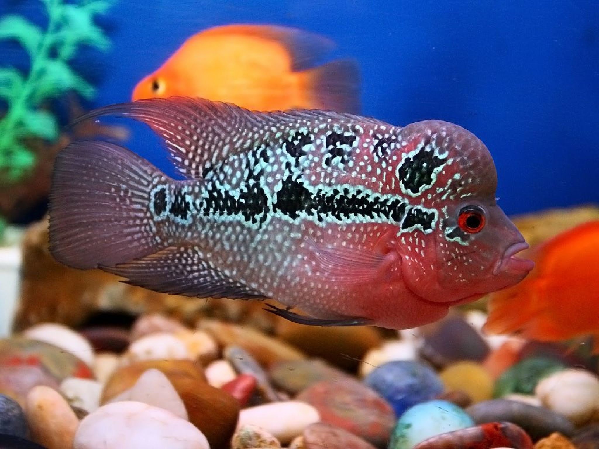 крупные рыбки для аквариума фото и название