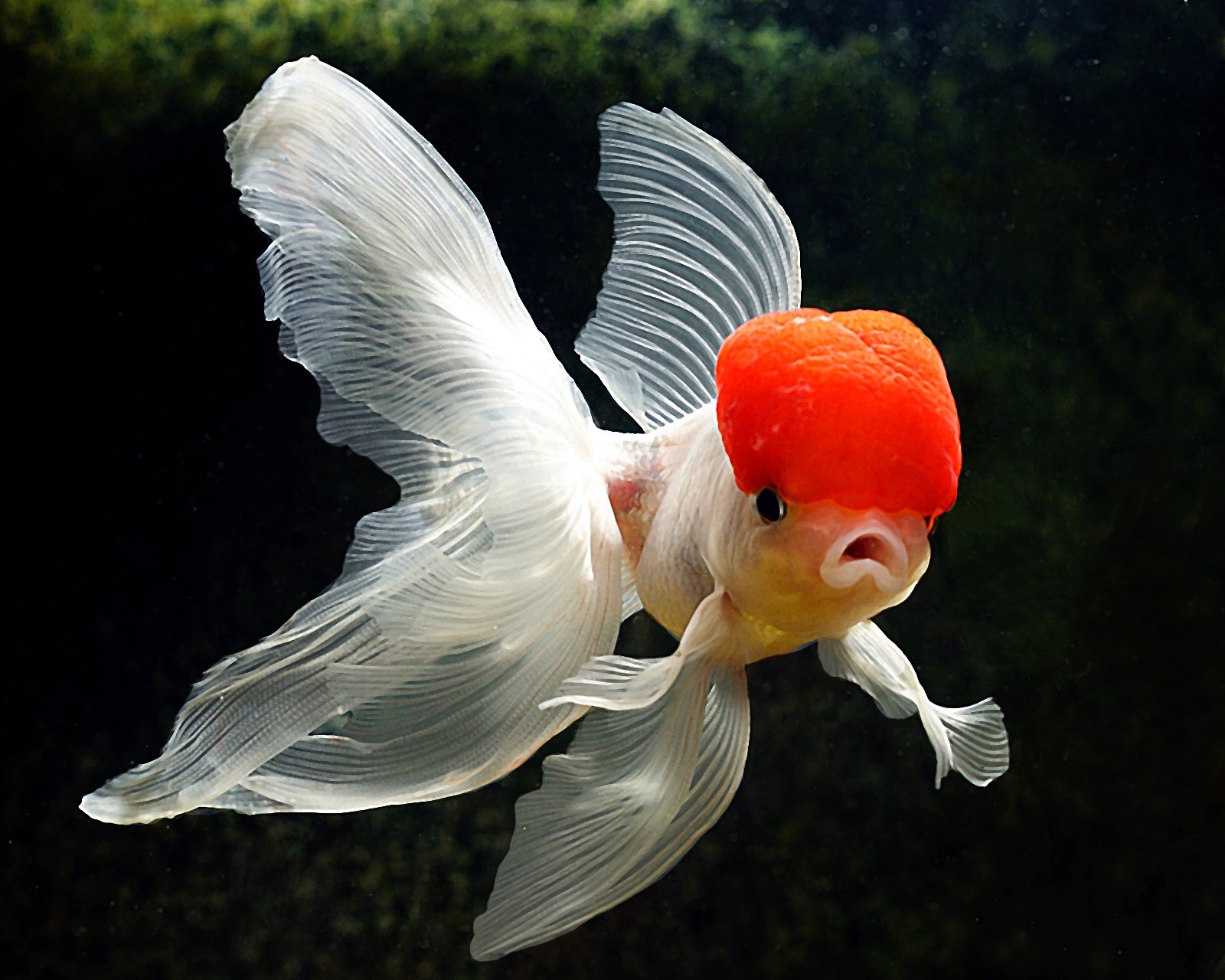 fish, Fishes, Underwater, Sealife, Ocean, Sea, Water Wallpaper