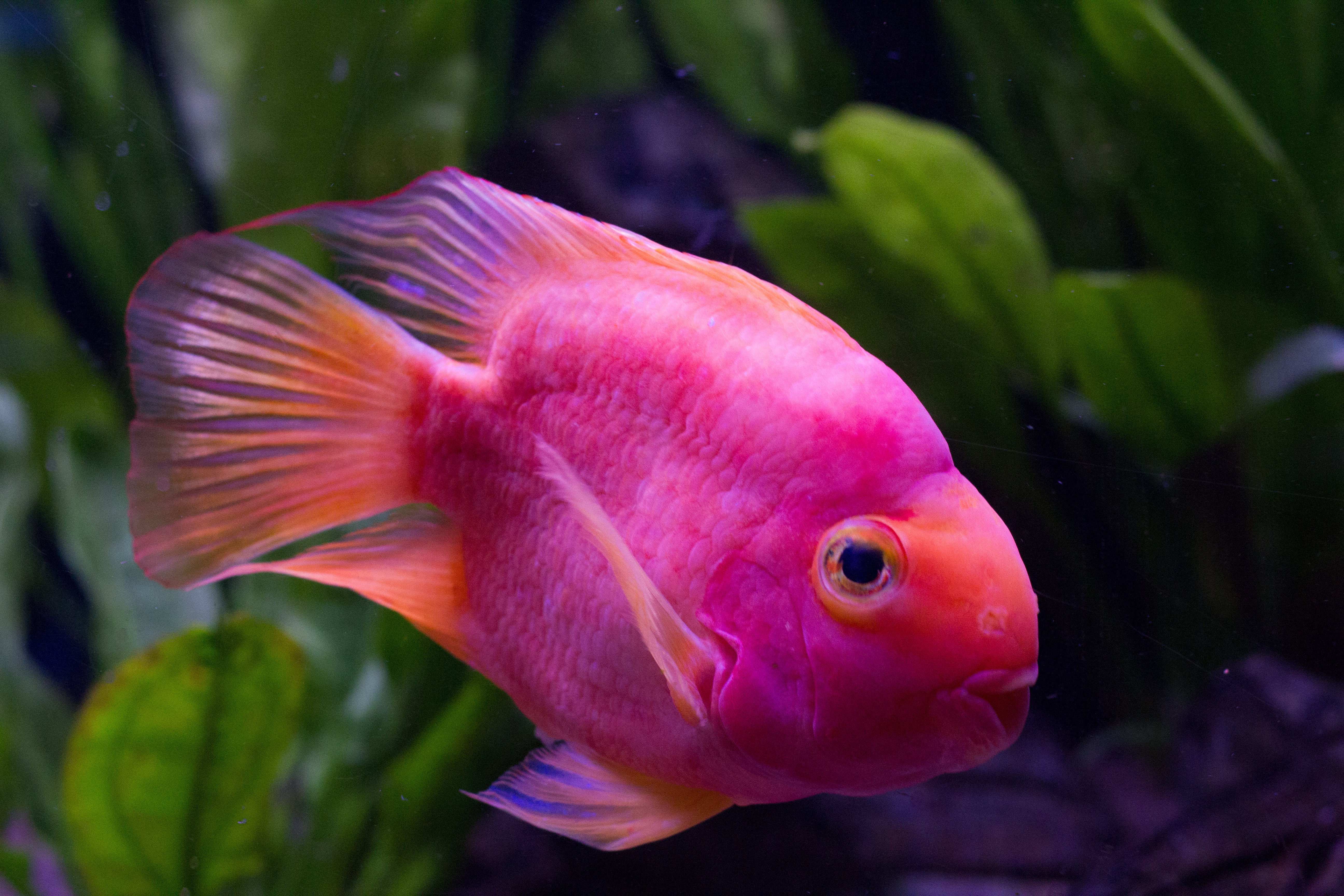 Розовые рыбки аквариумные. Фламинго рыбка аквариумная. Розовый Фламинго рыбка аквариумная. Розовые рыбки для аквариума.