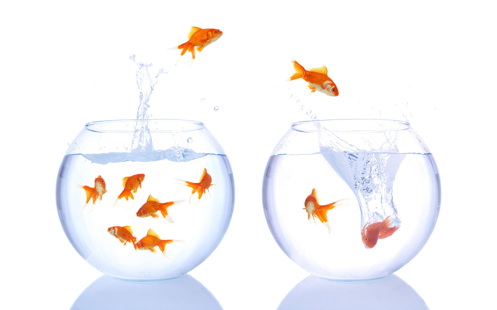 fish, Fishes, Underwater, Sealife, Ocean, Sea, Water Wallpaper