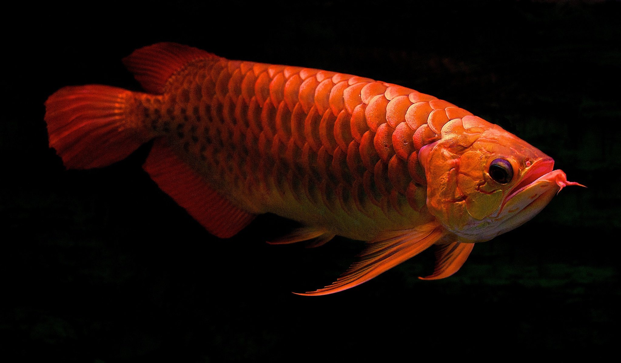 fish, Fishes, Underwater, Sealife, Ocean, Sea, Water Wallpaper