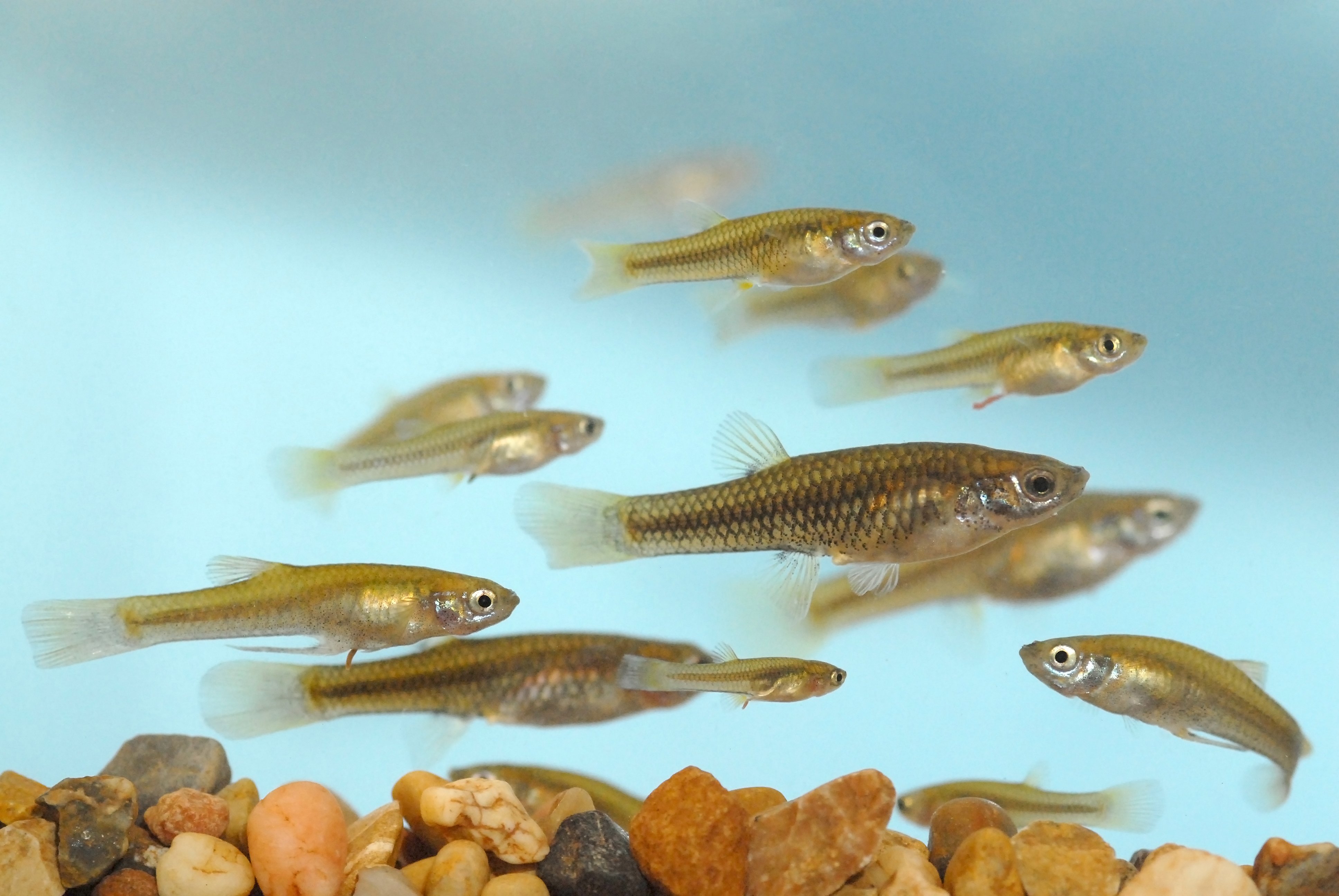 fish, Fishes, Underwater, Sealife, Ocean, Sea, Water Wallpaper