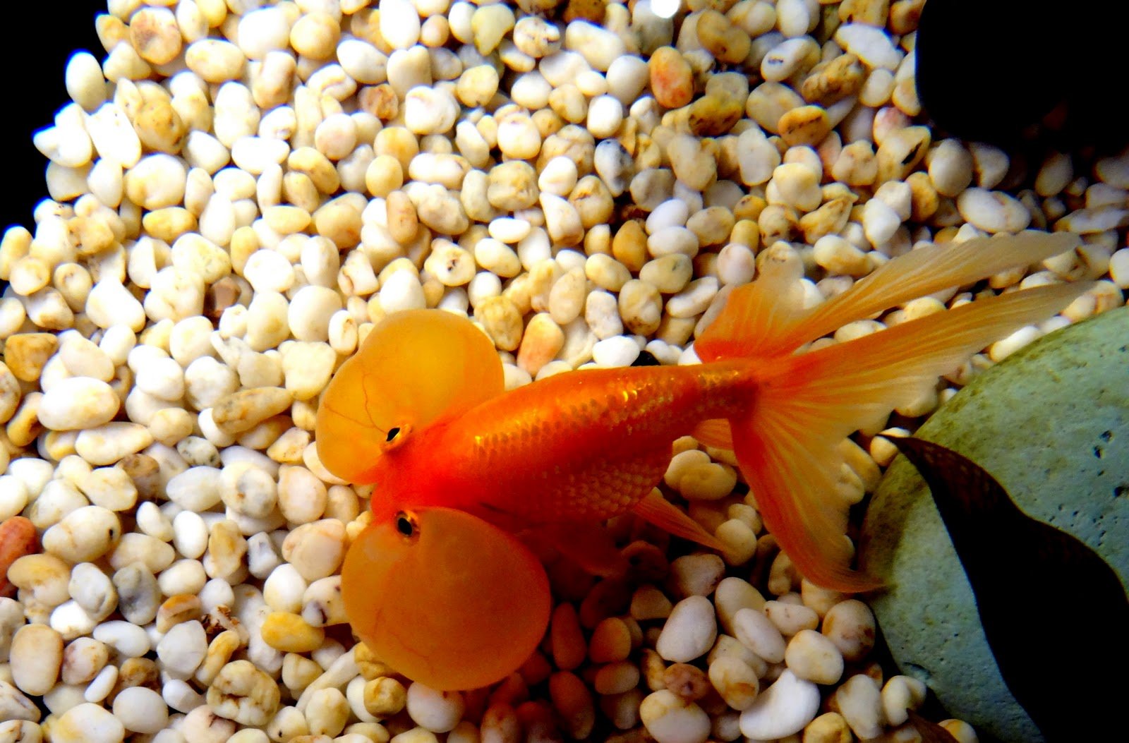 fish, Fishes, Underwater, Sealife, Ocean, Sea, Water Wallpaper