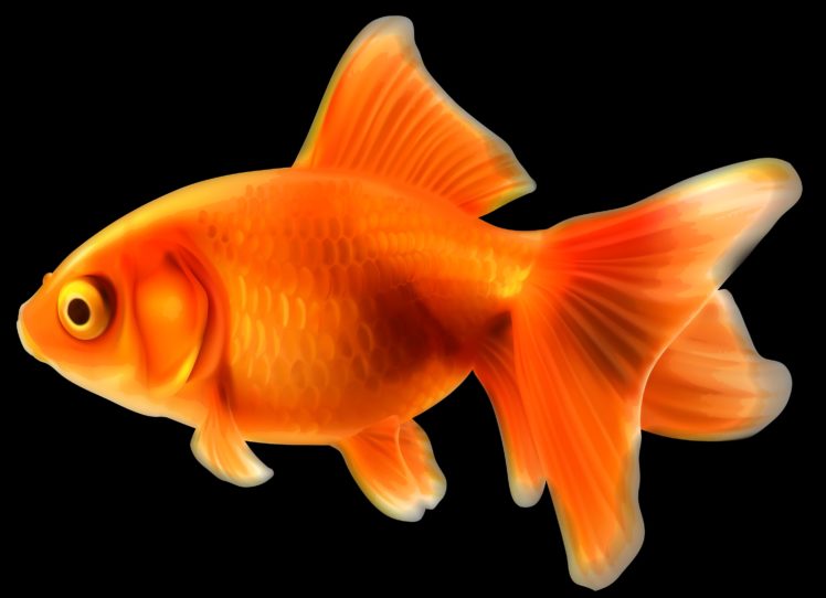 fish, Fishes, Underwater, Sealife, Ocean, Sea, Water HD Wallpaper Desktop Background