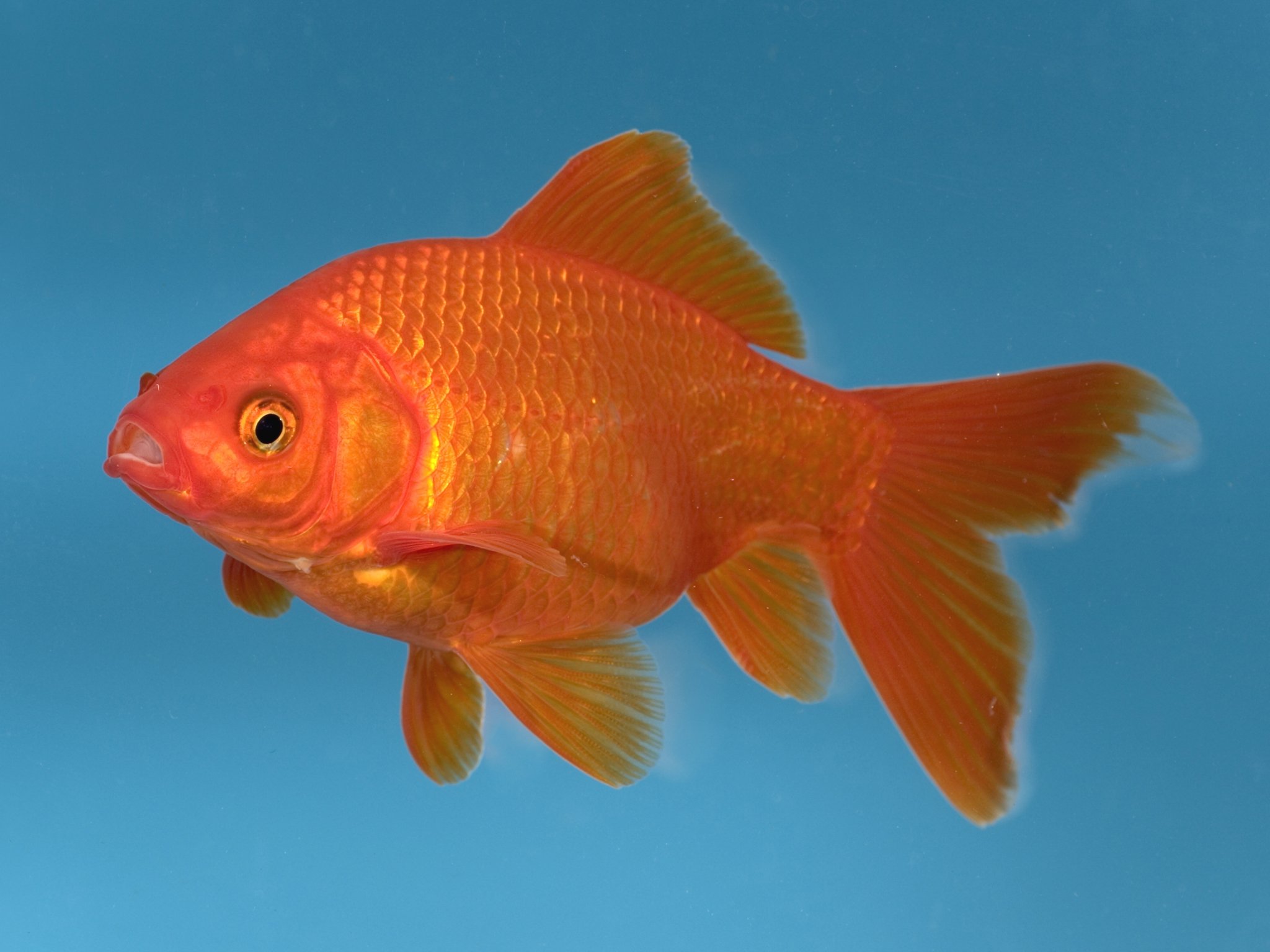 Оранжевая аквариумная рыбка. Карась золотой Carassius Carassius. Золотой карась аквариумная рыбка. Золотая рыбка красный карась. Карась красный (Carassius auratus auratus).