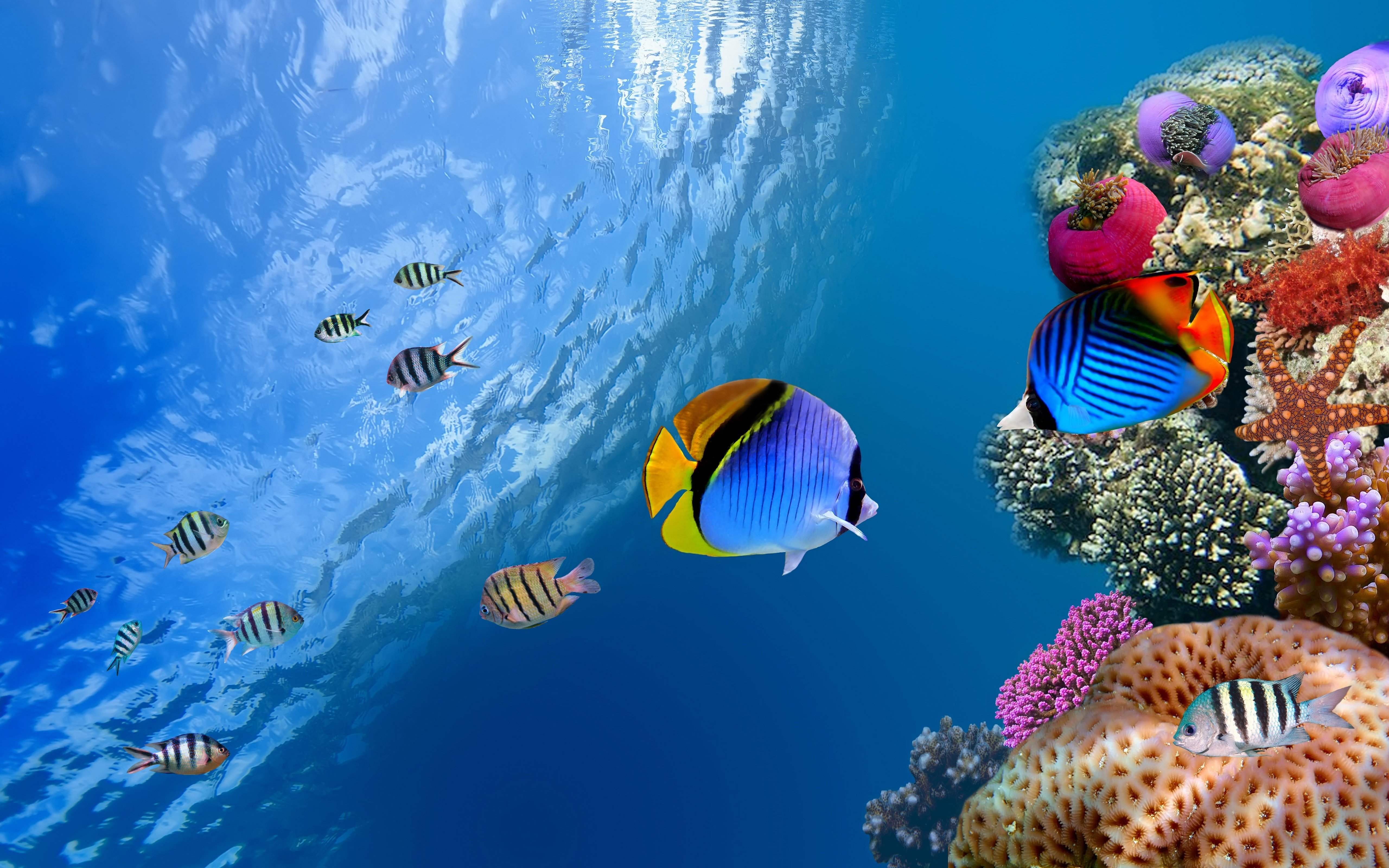 fish, Fishes, Underwater, Sealife, Ocean, Sea, Water Wallpaper