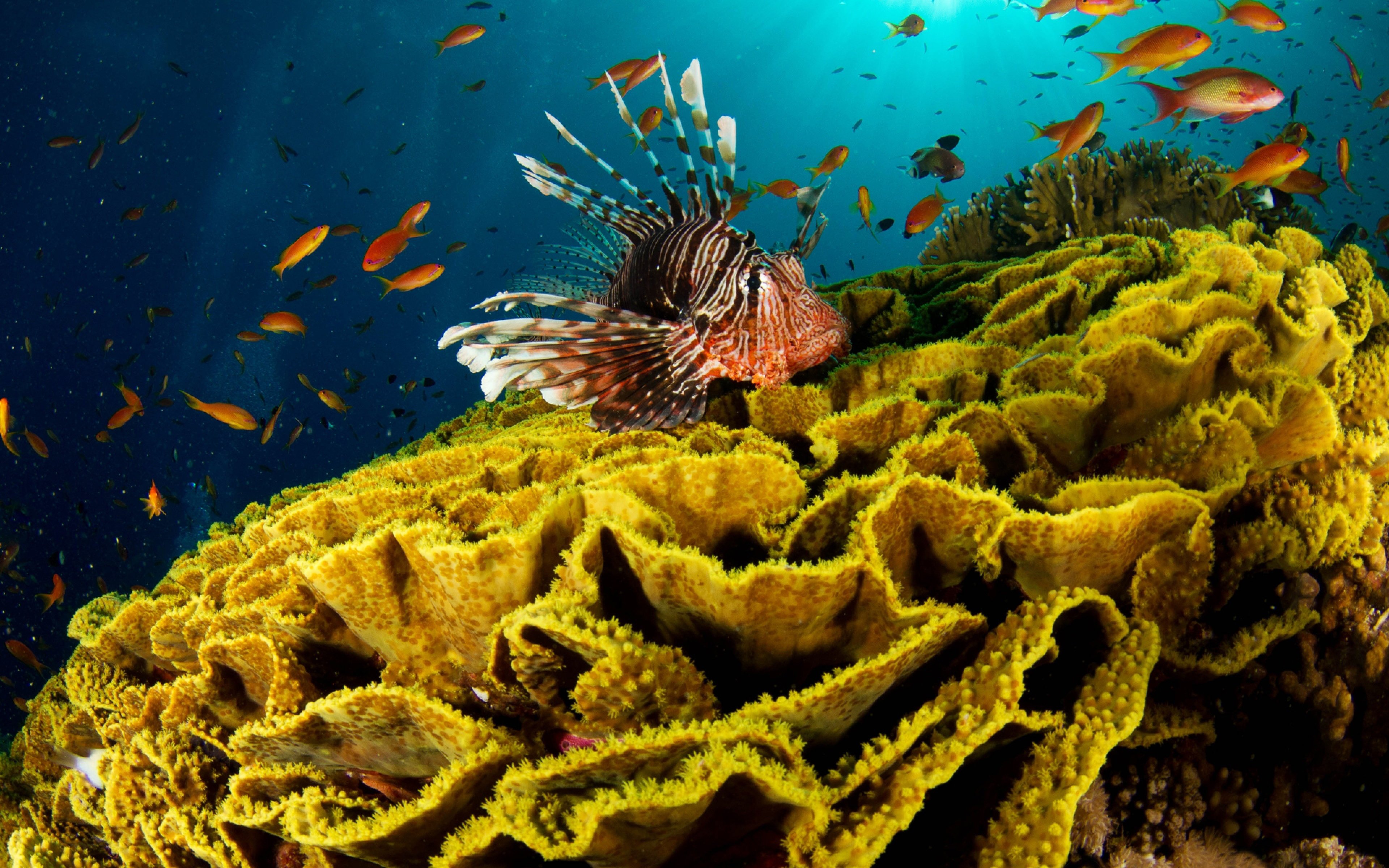 Underwater coral. Рифы в океане. Коралловые рифы красного моря. Подводный риф риф. Обитатели коралловых рифов красного моря.