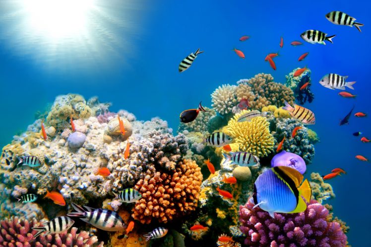 fish, Fishes, Underwater, Sealife, Ocean, Sea, Water HD Wallpaper Desktop Background