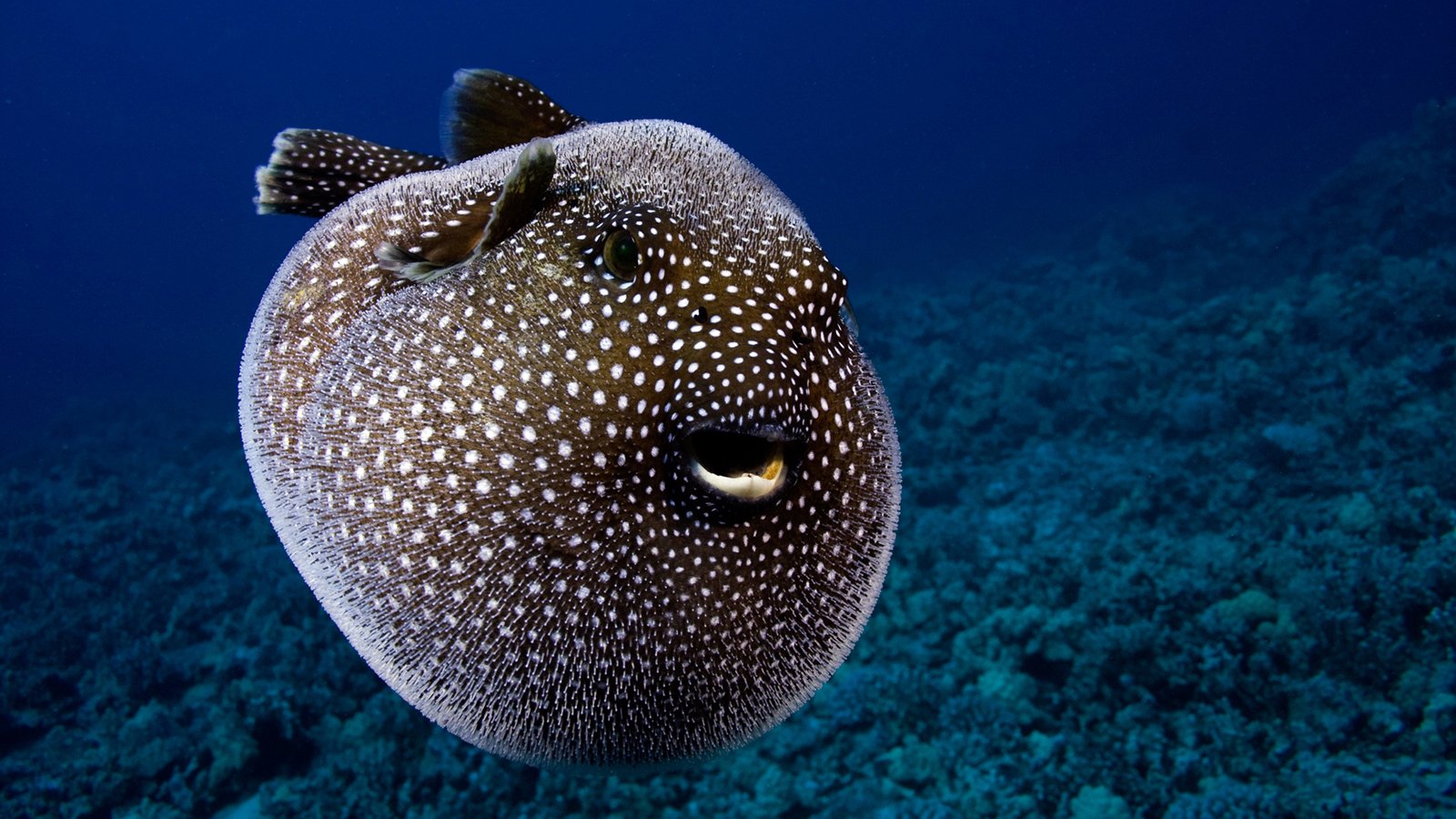 fish, Fishes, Underwater, Sealife, Ocean, Sea, Water Wallpaper