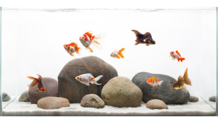 fish, Fishes, Underwater, Sealife, Ocean, Sea, Water HD Wallpaper Desktop Background