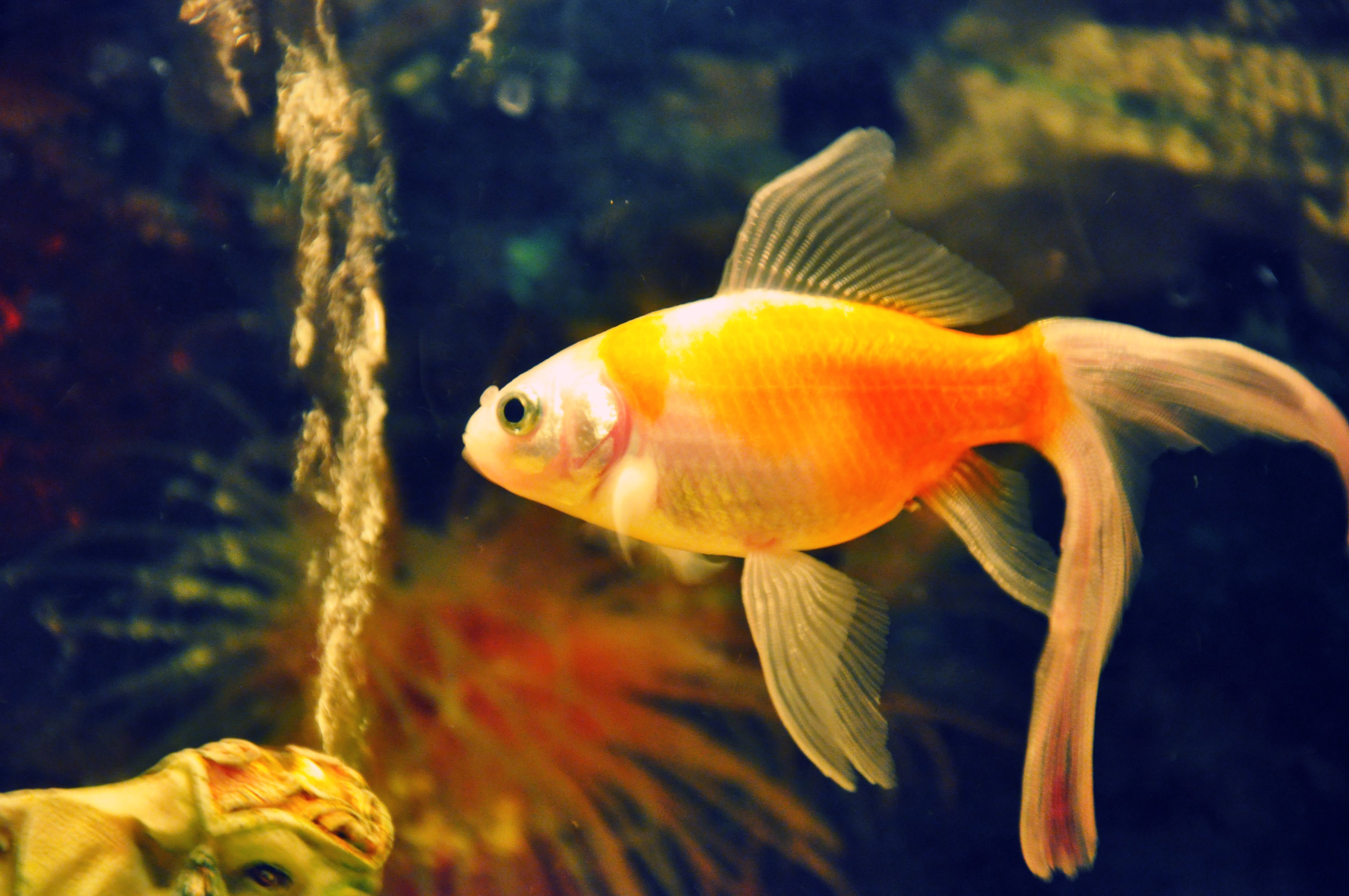 fish, Fishes, Underwater, Sealife, Ocean, Sea, Water Wallpaper