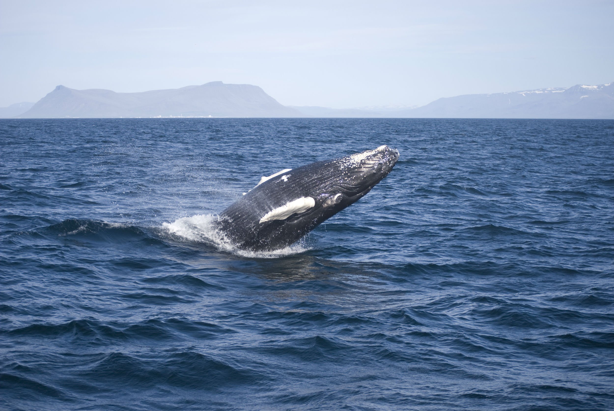 whale, Whales, Fish, Underwater, Ocean, Sea, Sealife Wallpaper