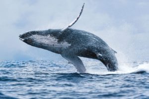 whale, Whales, Fish, Underwater, Ocean, Sea, Sealife
