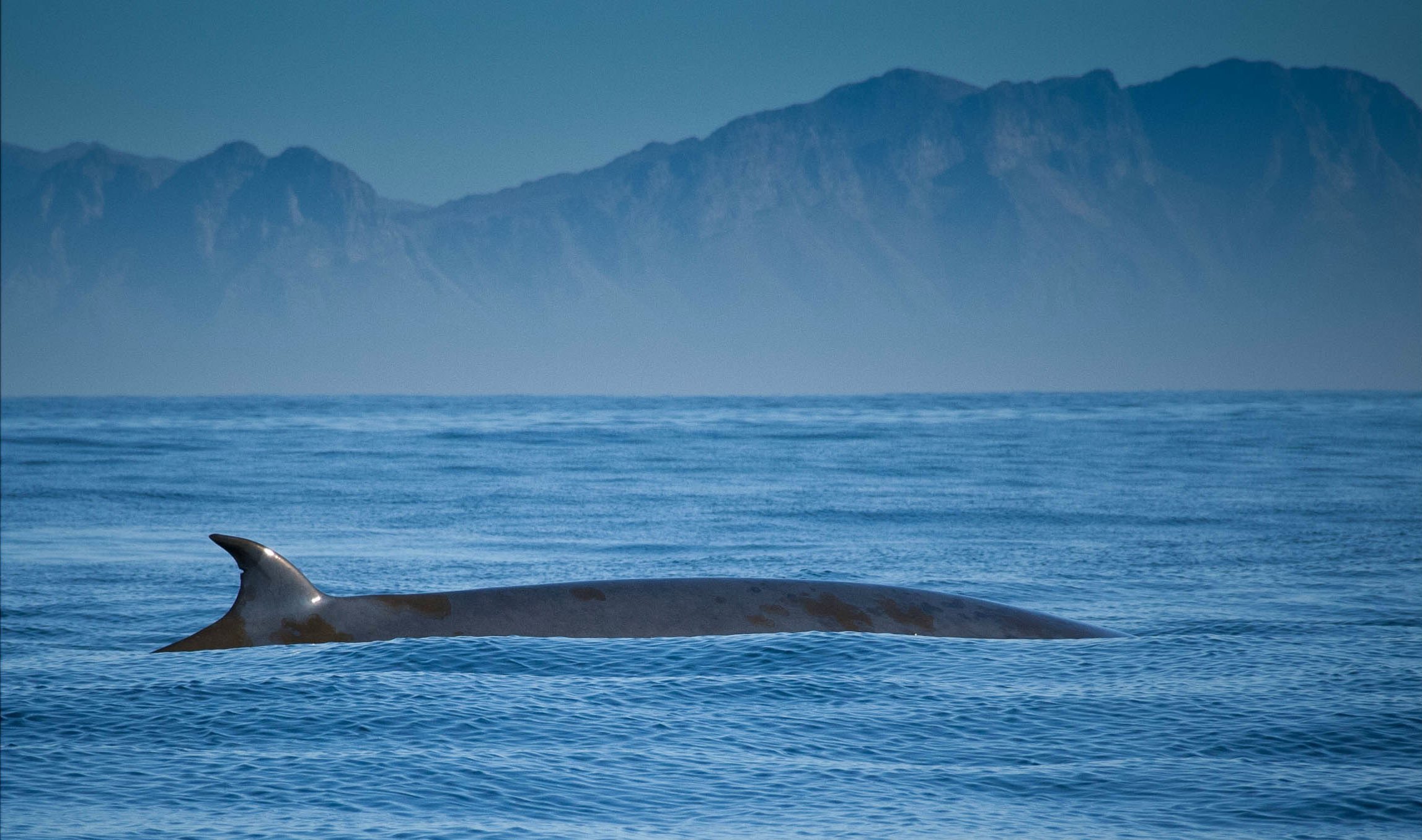 whale, Whales, Fish, Underwater, Ocean, Sea, Sealife Wallpaper