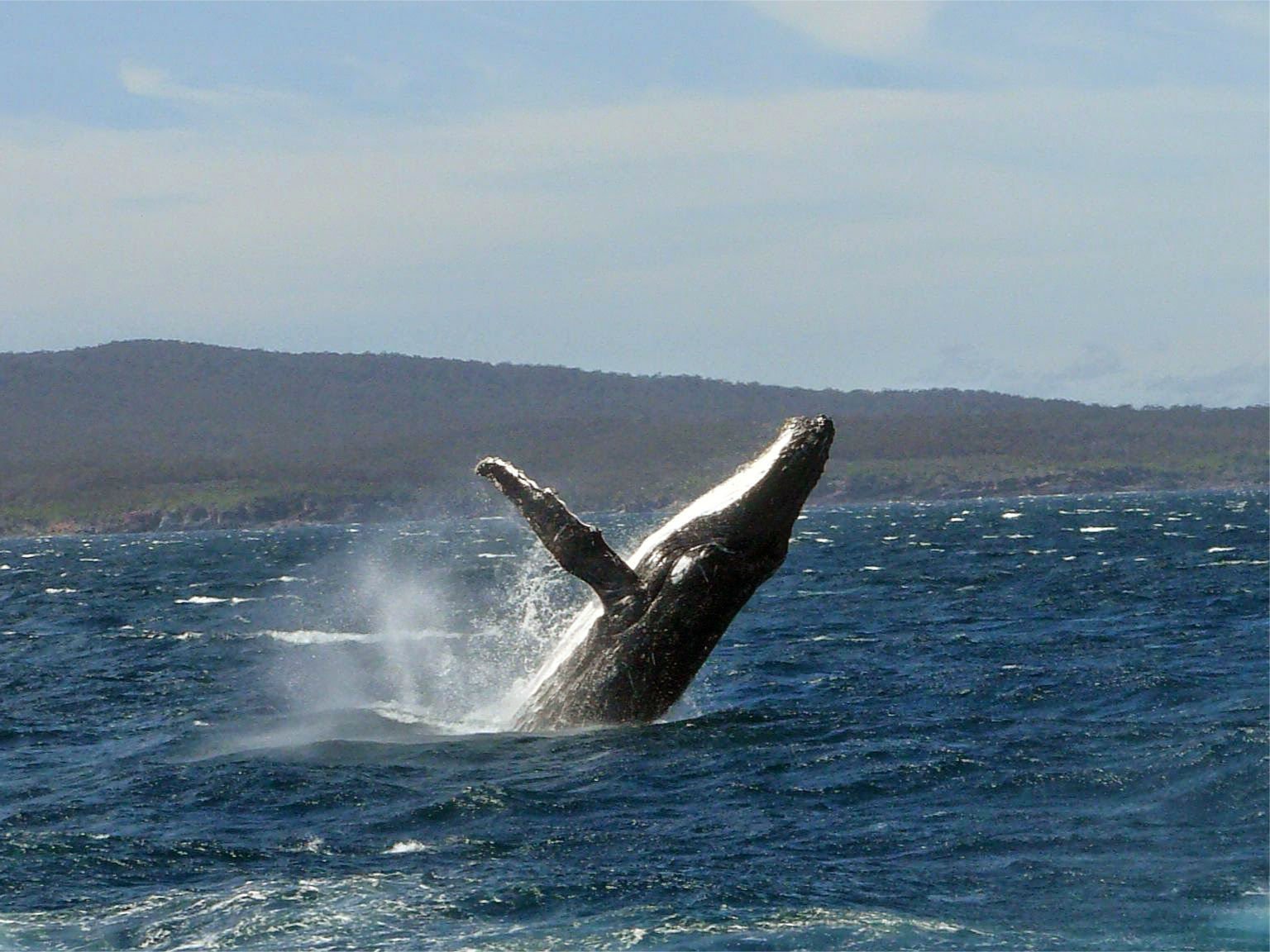 whale, Whales, Fish, Underwater, Ocean, Sea, Sealife Wallpaper