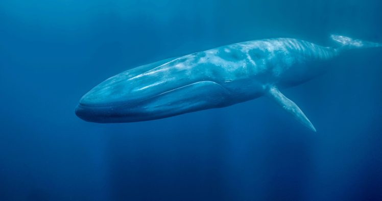 whale, Whales, Fish, Underwater, Ocean, Sea, Sealife Wallpapers HD ...