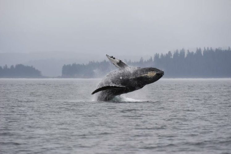 whale, Whales, Fish, Underwater, Ocean, Sea, Sealife HD Wallpaper Desktop Background