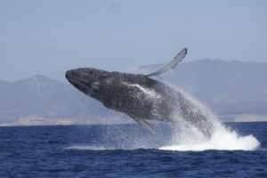 whale, Whales, Fish, Underwater, Ocean, Sea, Sealife