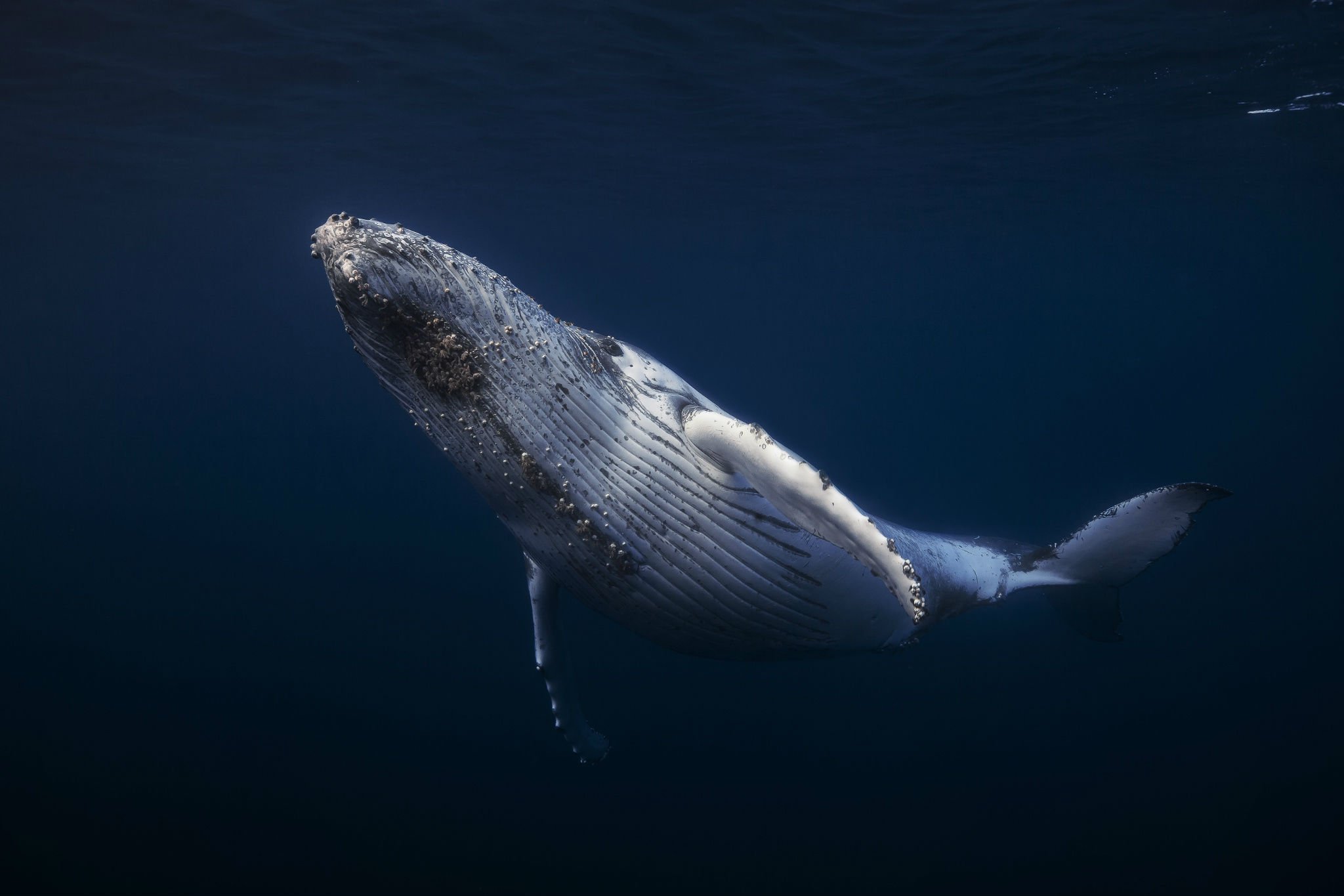 Underwater Whale Photo