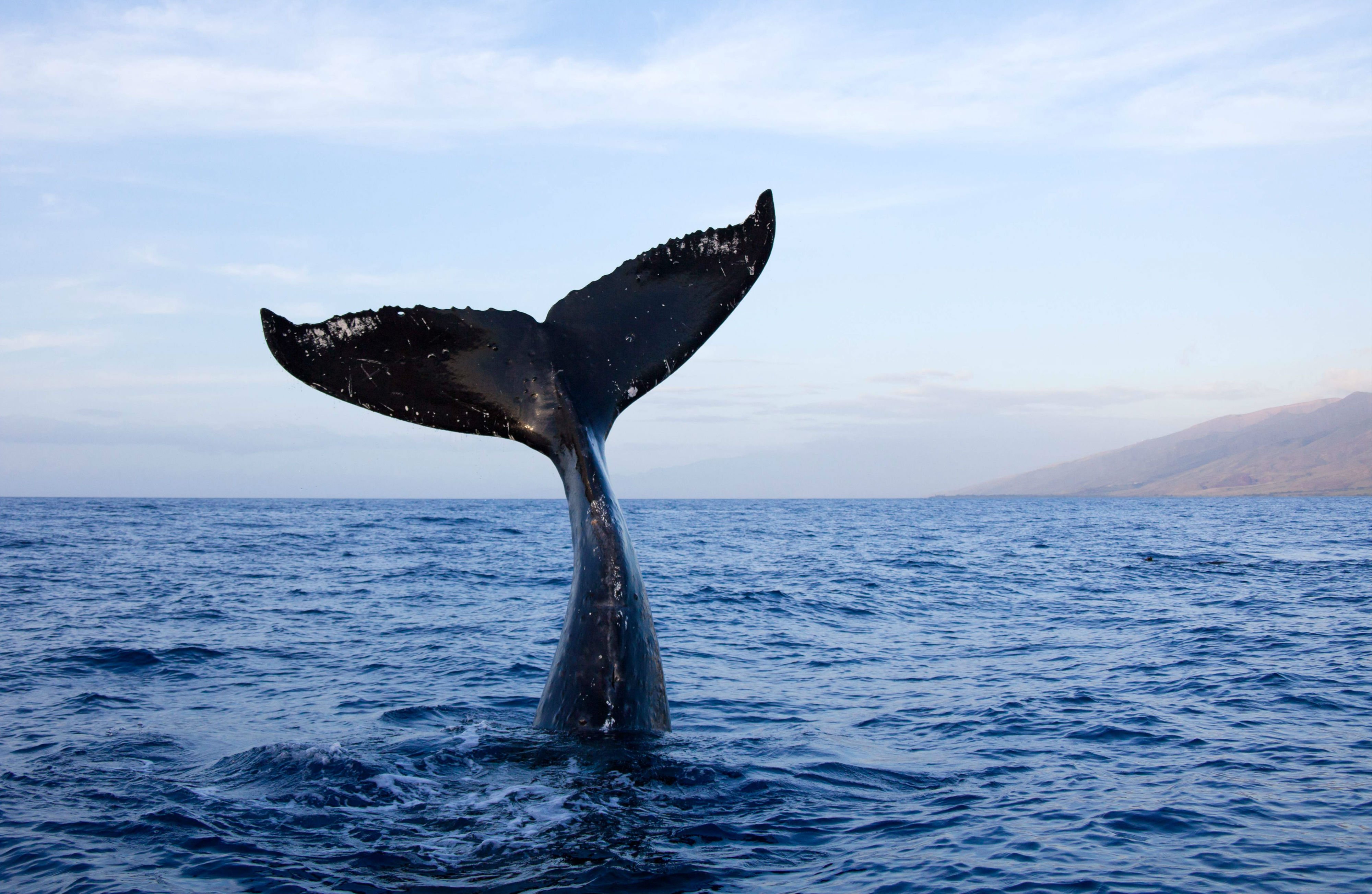 whale, Whales, Fish, Underwater, Ocean, Sea, Sealife Wallpaper