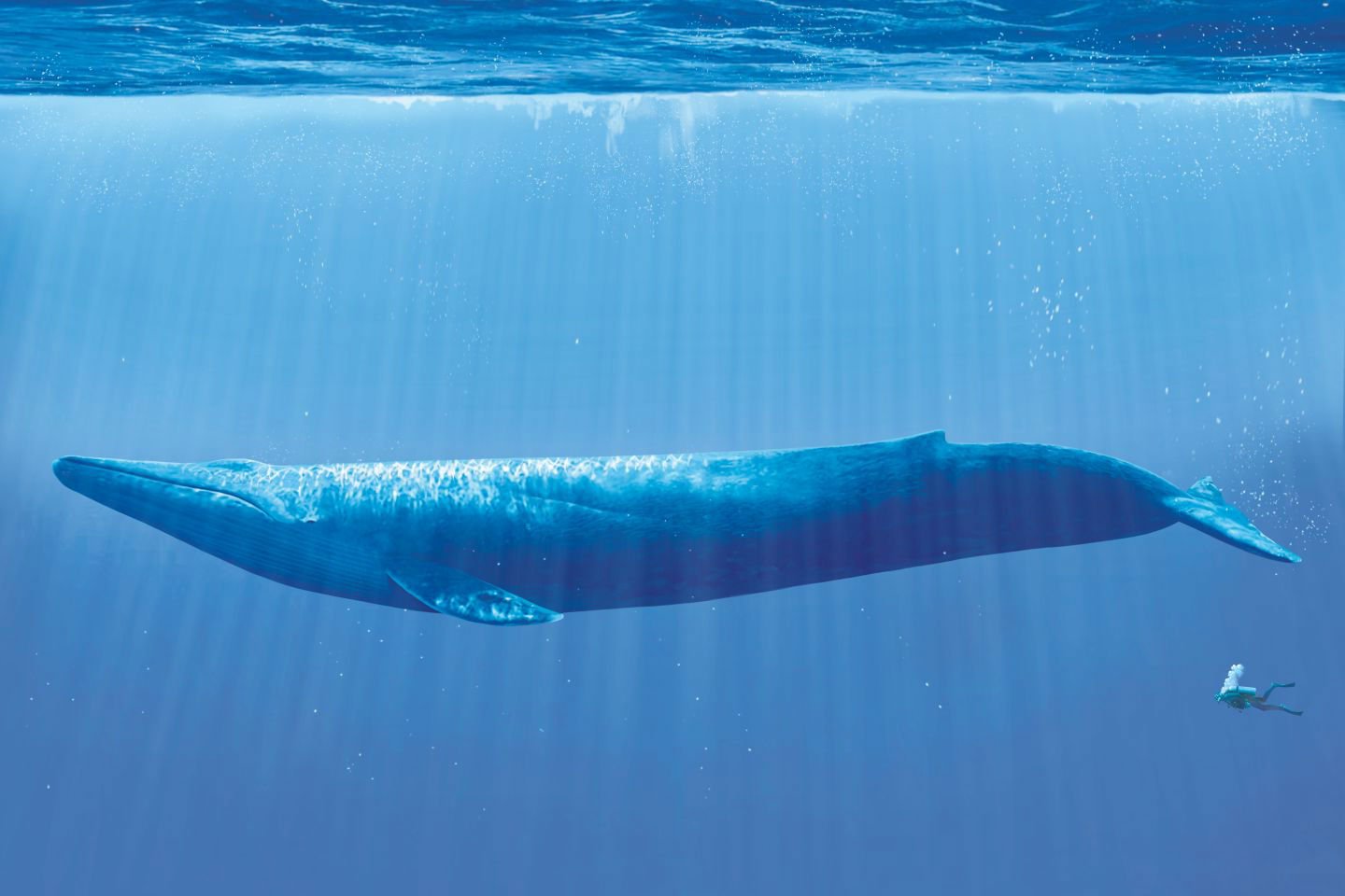 whale, Whales, Fish, Underwater, Ocean, Sea, Sealife Wallpaper