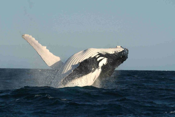 whale, Whales, Fish, Underwater, Ocean, Sea, Sealife HD Wallpaper Desktop Background
