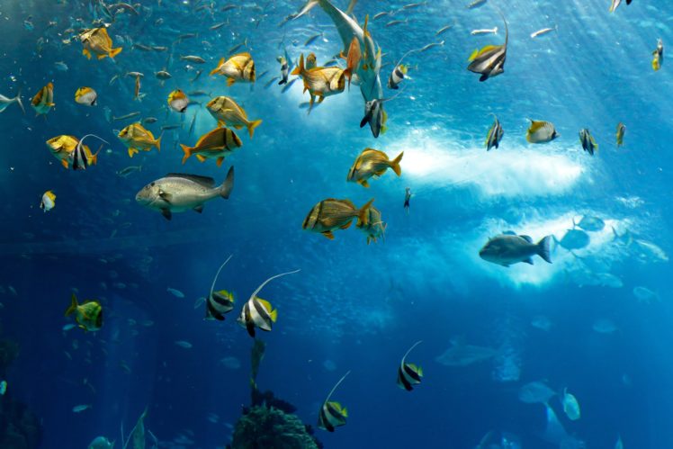 fish, Underwater, Sea, Ocean, Fish, Underwater, Sea, Ocean HD Wallpaper Desktop Background