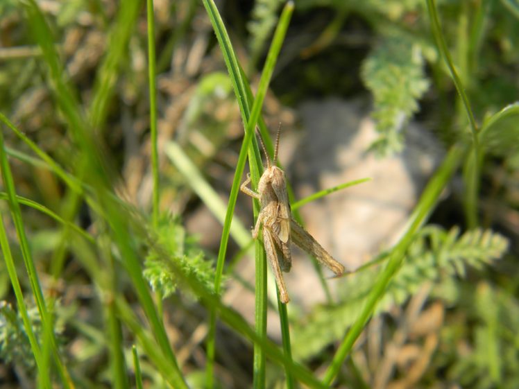 grass, Grasshopper, Insect HD Wallpaper Desktop Background