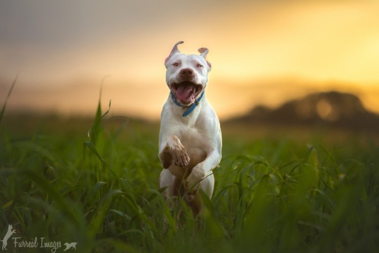 perro, Corriendo, Animales HD Wallpaper Desktop Background
