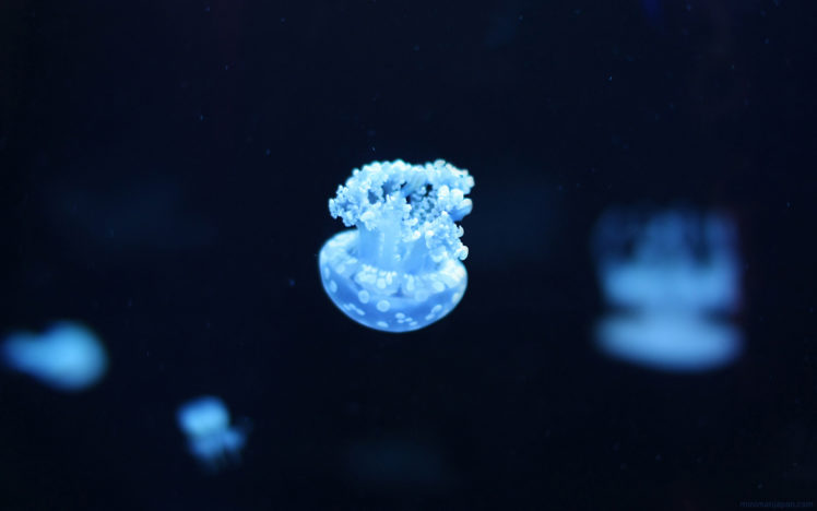 water, Blue, Ocean, Jellyfish, Depth, Of, Field, Underwater HD Wallpaper Desktop Background