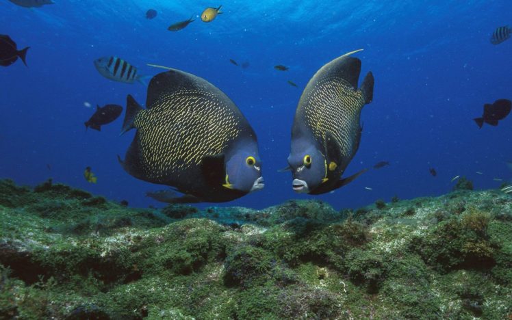 peces, Mariposa, Arrecife, Mar, Animales HD Wallpaper Desktop Background